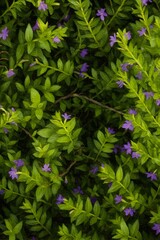 Obraz premium Lush Green Foliage with Delicate Purple Flowers
