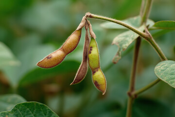 Obraz premium Close-up of soybean plant pods in various stages of maturity, showcasing agricultural development in a field with leaves and stems.