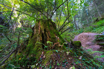 Mossy trunk with ferns