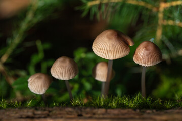Bonnet mushrooms on mossy log