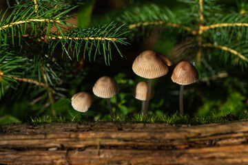 Bonnet mushrooms on mossy log