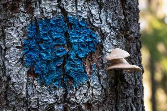 Tree bark with trail marker and mushrooms