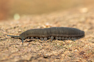 A Stunning Polychrome Velvet Worm (Peripatopsis polychroma). A Rare Evolutionary Invertebrate on Dead Wood