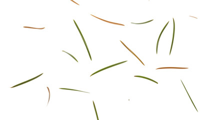Scattered pine needles on white background create a delicate, natural pattern