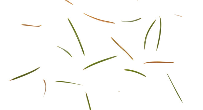 Scattered pine needles on white background create a delicate, natural pattern - Powered by Adobe