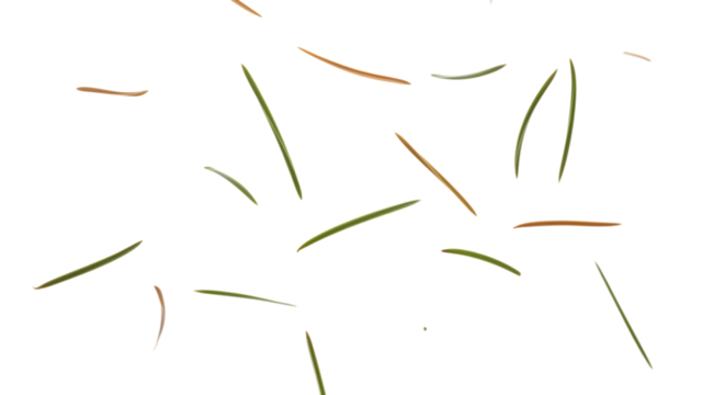 Scattered pine needles on white background create a delicate, natural pattern