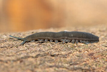 A Stunning Polychrome Velvet Worm (Peripatopsis polychroma). A Rare Evolutionary Invertebrate on Dead Wood