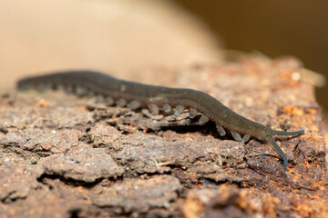 A Stunning Polychrome Velvet Worm (Peripatopsis polychroma). A Rare Evolutionary Invertebrate on Dead Wood