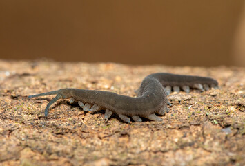 A Stunning Polychrome Velvet Worm (Peripatopsis polychroma). A Rare Evolutionary Invertebrate on Dead Wood