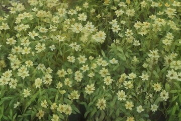 Field of delicate white flowers in full bloom