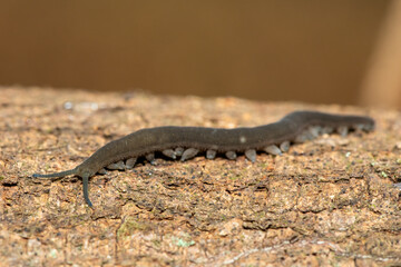 A Stunning Polychrome Velvet Worm (Peripatopsis polychroma). A Rare Evolutionary Invertebrate on Dead Wood