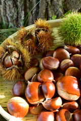 栗と毬栗
