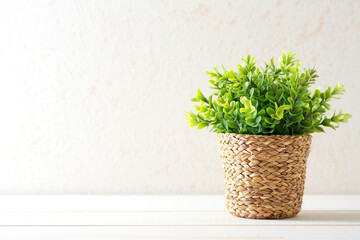 Fototapeta premium A small vibrant green potted plant sits on a white wooden surface against a softly lit neutral background