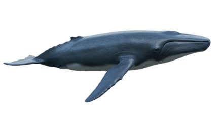 Blue whale isolated on transparent background PNG, majestic marine mammal swimming in the ocean, wildlife conservation concept