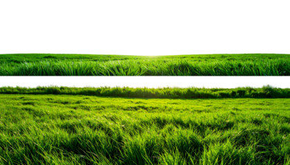 Lush green grassy field