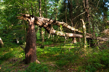 Dvorský les (Rýchory, Krkonoše) to rezerwat przyrody, gdzie zachował się  pierwotny las bukowy z niskimi, powykręcanymi drzewami porośniętymi mchem, zdeformowanymi przez surowy klimat.  © Pol Badger