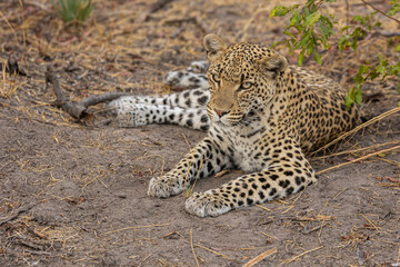 Leopard lying on the ground in Okavango Delta Botswana