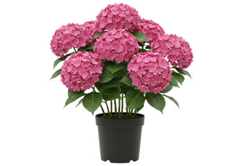 Pink hydrangea in a pot isolated, flowering plant PNG for garden decor and spring design projects