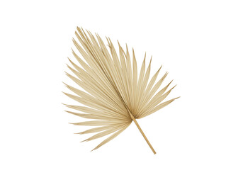 Dried palm leaf PNG isolated on transparent background, beige tropical foliage for bohemian wedding...