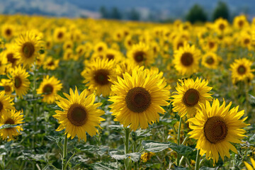 Fototapeta premium Field of blooming sunflowers under sunlight