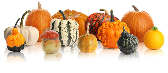Many different fresh pumpkins isolated on white