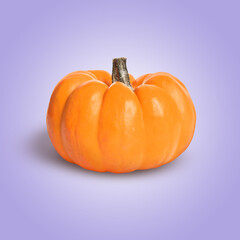 Whole ripe pumpkin on blue violet background