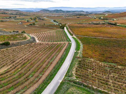 Aerial vineyards in La Rioja Spain with autumn colors rows of vines stretching across rolling hills creating textures and patterns in the landscape