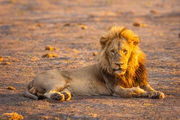 Male lion lying on the ground in Okavango Delta, Botswana © IrenaB