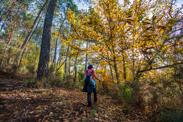 Obraz premium Woman enjoying an active lifestyle, hiking a forest trail through colorful autumn foliage, embracing nature and healthy outdoor activity under warm sunlight