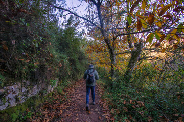 Obraz premium Man walking a leaf-strewn forest trail with a backpack, enjoying an autumn hike and peaceful outdoor exploration amid colorful foliage and quiet woodland scenery