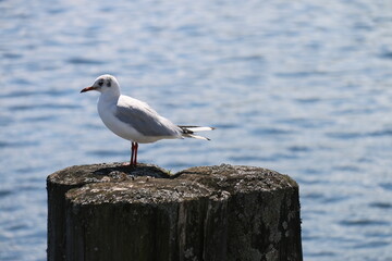 A pondering seagull