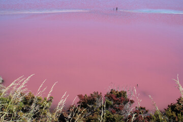 Hutt Lagoon Pink Lake - Port Gregory - Australia