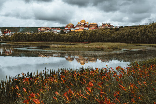 View of the golden-roofed Songzanlin Monastery shimmers on the horizon beyond the tranquil lake framed by vibrant orange lilies, Di Qing Zang Zu Zi Zhi Zhou, Yun Nan Sheng, China.