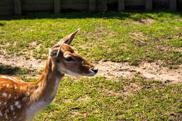 Young deer having a brown coat with white spot