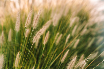 Fototapeta premium Foxtail ornamental grass plumes swaying in summer breeze