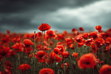 Obraz premium Bright scarlet poppies under a grey cloudy sky. An atmosphere of contrast in nature.