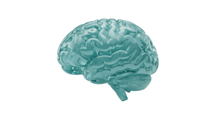 Anatomical human brain model isolated on transparent background, medical science 3D render in blue for healthcare and educational purposes