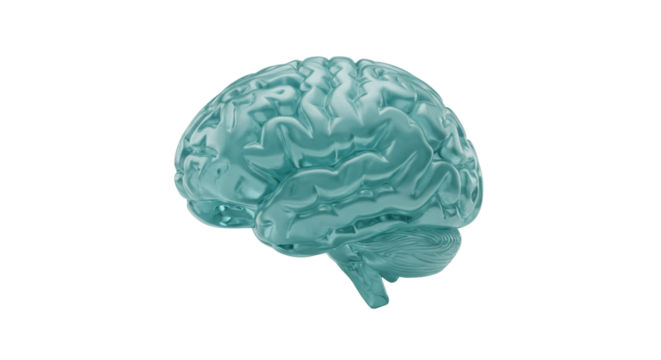 Anatomical human brain model isolated on transparent background, medical science 3D render in blue for healthcare and educational purposes