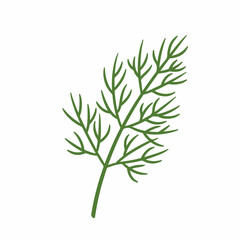 Simple Line Art Dill Branch Culinary Herb Botanical Illustration