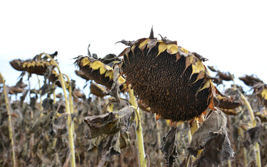 Dried sunflowers in a field under a cloudy sky, capturing autumn's essence