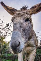Donkey with shaggy fur and big ears peers over a wire fence in a rural setting, curious expression and close-up portrait capturing rustic, peaceful farm character