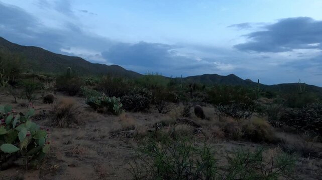 Arizona 1015 Saguaro National Park Tucson Cactus Desert