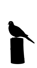 Obraz premium Silent Sentinel