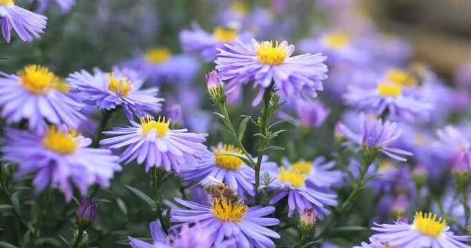 A bush of beautiful autumn flowers blooming in the garden. Blue with yellow flowers "frost".
