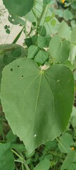 Large fresh green leaf closeup showing natural texture and details