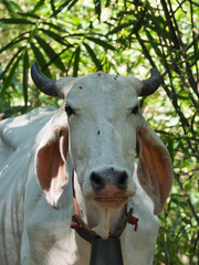 White cow with horns standing in shaded tropical foliage, close up of head with rope halter, calm expression and sunlight dappled on skin