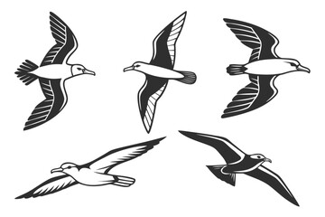 Minimalist diving petrel icon set with bold colors