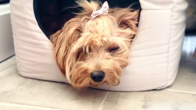 Cute Small Maltipoo Dog Looking Out from Cozy Cat-Style Pet House.