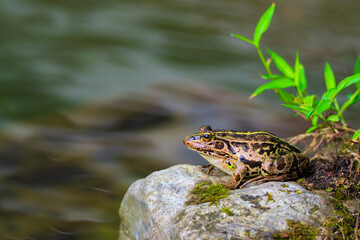 水辺で暮らすトノサマガエル