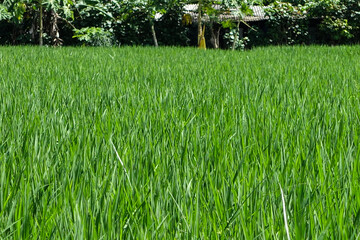 Various Bali Nature